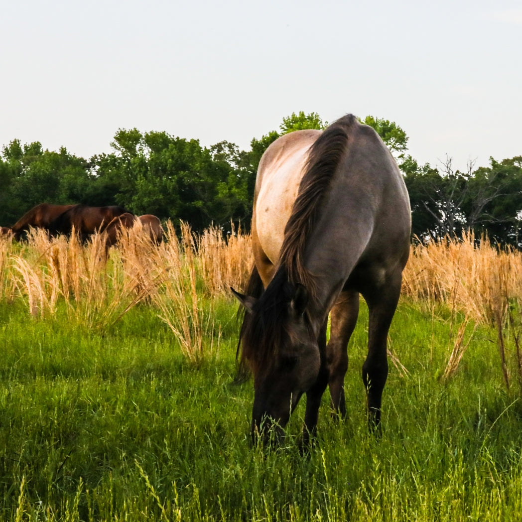 Bear the Alpine Gelding