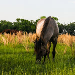 Load image into Gallery viewer, Bear the Alpine Gelding
