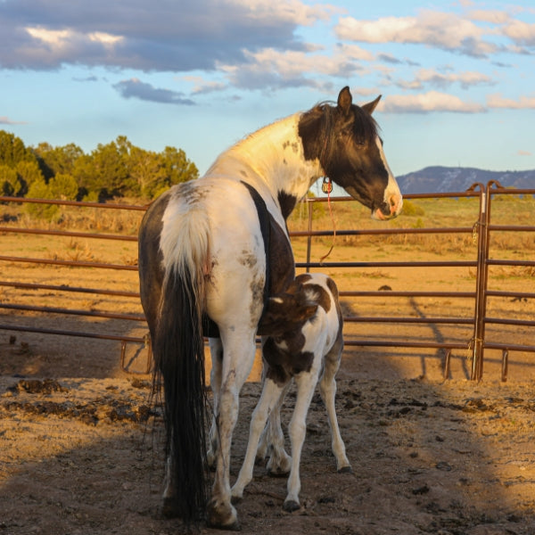 Magness the South Steens Foal