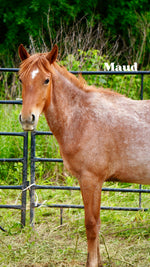 Load image into Gallery viewer, Want to stay connected with one of these lucky horses?!
