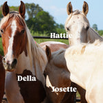 Load image into Gallery viewer, Bonded Reservation Mustang Recipient Mares
