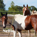 Load image into Gallery viewer, Bonded Reservation Mustang Recipient Mares

