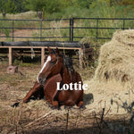 Load image into Gallery viewer, Bonded Reservation Mustang Recipient Mares
