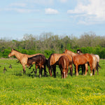 Load image into Gallery viewer, Alpine Wild Horse Herd Sponsorship
