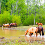 Load image into Gallery viewer, Alpine Wild Horse Herd Sponsorship
