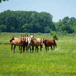 Load image into Gallery viewer, Alpine Wild Horse Herd Sponsorship
