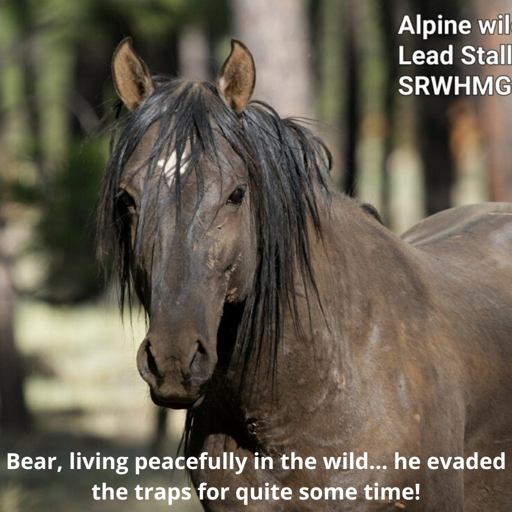 Bear the Alpine Gelding