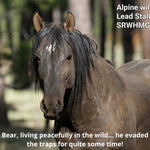 Load image into Gallery viewer, Bear the Alpine Gelding
