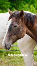 Load image into Gallery viewer, Want to stay connected with one of these lucky horses?!
