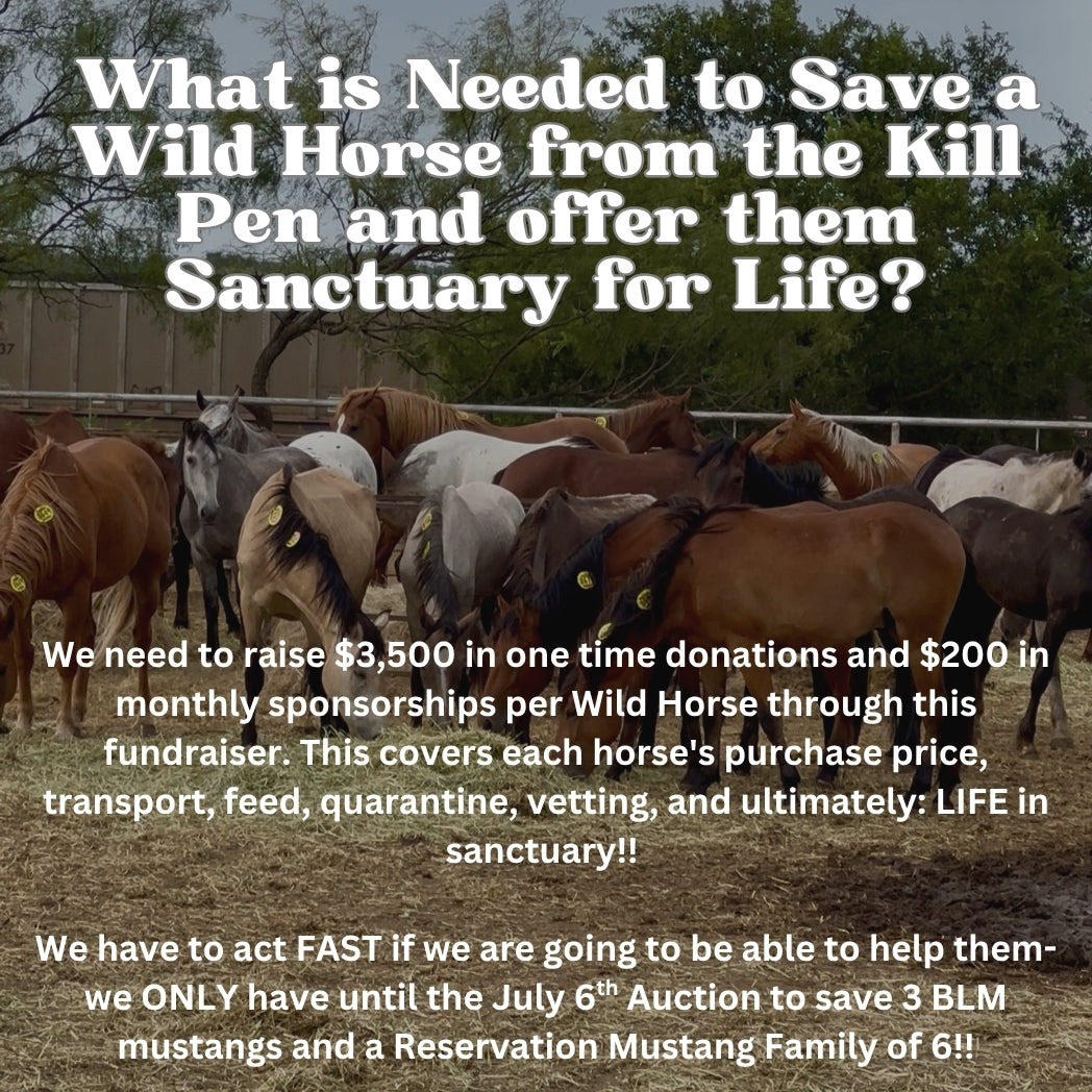 $1,770 in MONTHLY SPONSORSHIPS still needed to save 3 BLM Mustangs and a Reservation Mustang Family of 6 from Kill Buyers!!!!
