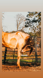 Load image into Gallery viewer, February 2026 Bowie Auction Rescues
