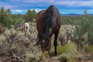 "Evening Grazing" Canvas Wall Hanging