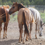 Load image into Gallery viewer, Renegade the Alpine Gelding
