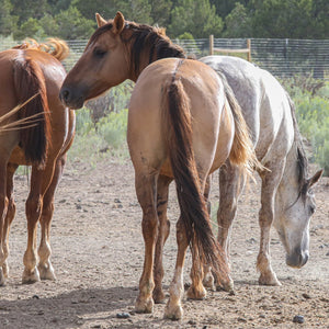 Renegade the Alpine Gelding