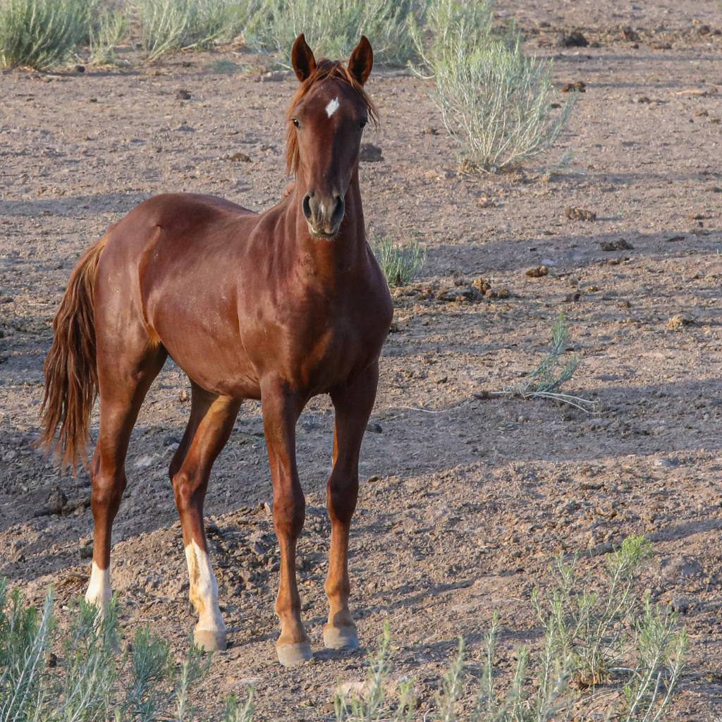 Star the Alpine Filly