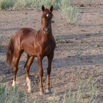 Load image into Gallery viewer, Star the Alpine Filly
