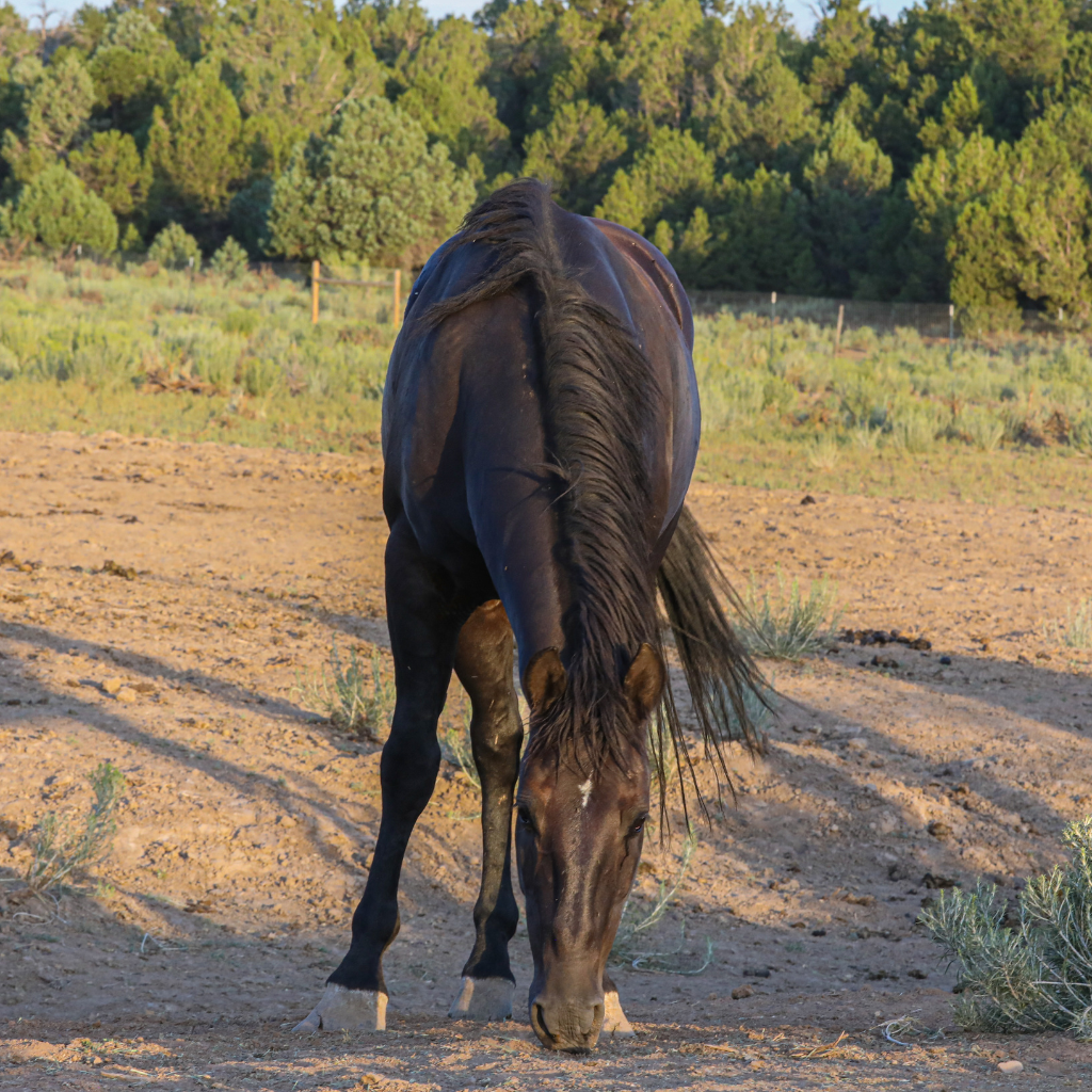 Goose the Alpine Gelding