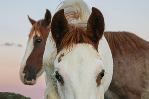 "Soulful Eyes" Canvas Wall Hanging