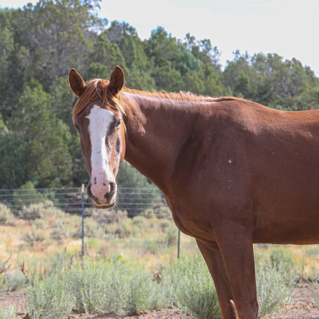 Breeze the Alpine Mare