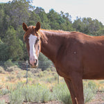 Load image into Gallery viewer, Breeze the Alpine Mare
