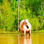 Load image into Gallery viewer, Alpine Wild Horse Herd Sponsorship
