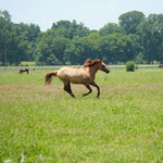 Load image into Gallery viewer, Alpine Wild Horse Herd Sponsorship
