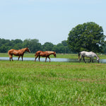 Load image into Gallery viewer, Alpine Wild Horse Herd Sponsorship
