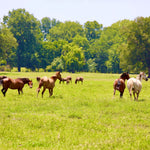 Load image into Gallery viewer, Alpine Wild Horse Herd Sponsorship

