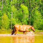 Load image into Gallery viewer, Alpine Wild Horse Herd Sponsorship
