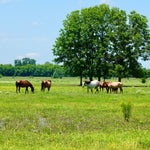Load image into Gallery viewer, Alpine Wild Horse Herd Sponsorship
