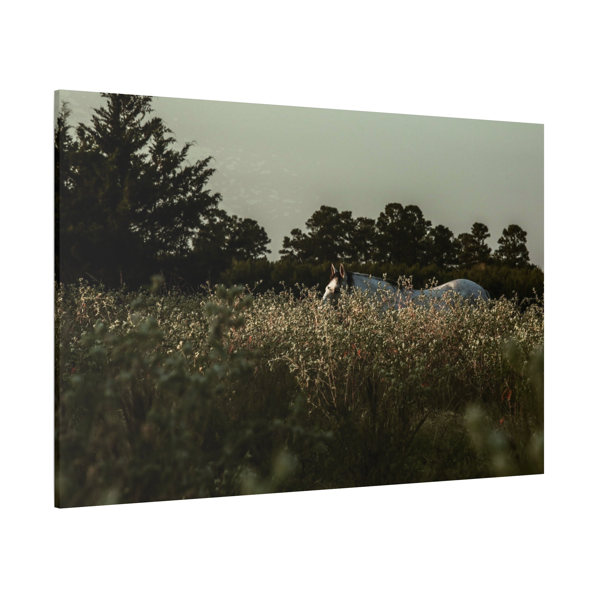 "The Watcher of the Field" Canvas