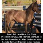 Load image into Gallery viewer, Bear the Alpine Gelding
