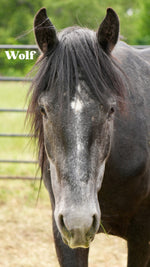 Load image into Gallery viewer, Want to stay connected with one of these lucky horses?!
