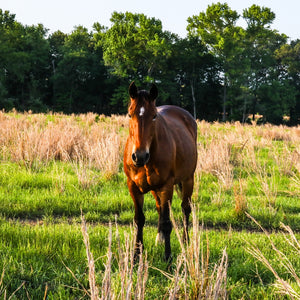Aster the Alpine Mare