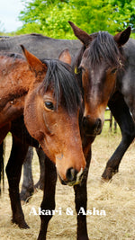Load image into Gallery viewer, Want to stay connected with one of these lucky horses?!
