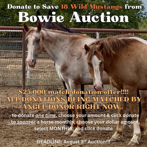 $3,100 in MONTHLY SPONSORSHIPS still needed to save 16 Mustangs from Kill Buyers at Auction!