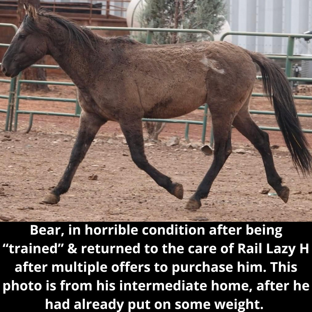 Bear the Alpine Gelding