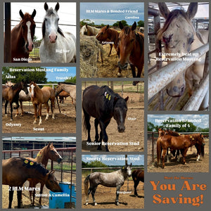 $3,100 in MONTHLY SPONSORSHIPS still needed to save 16 Mustangs from Kill Buyers at Auction!