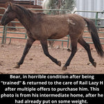 Load image into Gallery viewer, Bear the Alpine Gelding
