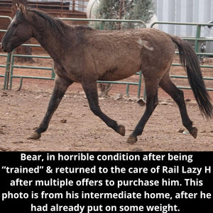 Bear the Alpine Gelding