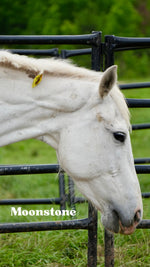 Load image into Gallery viewer, Want to stay connected with one of these lucky horses?!
