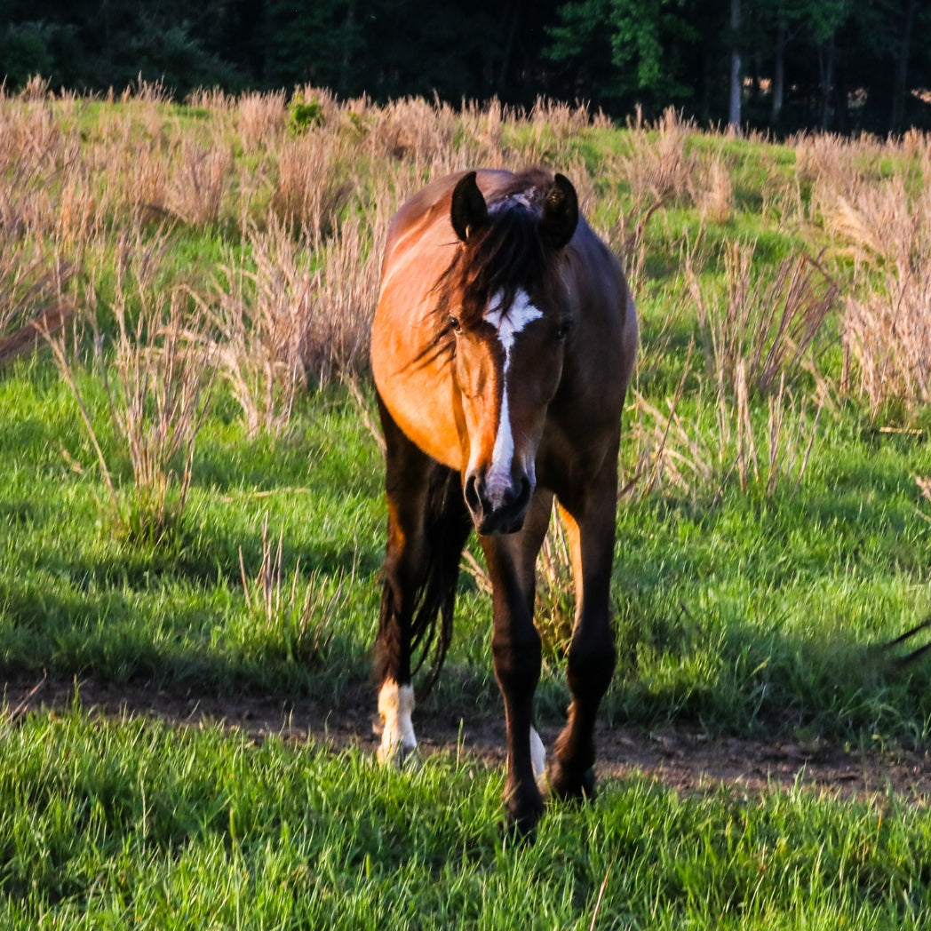 Birdie the Alpine Wild Filly