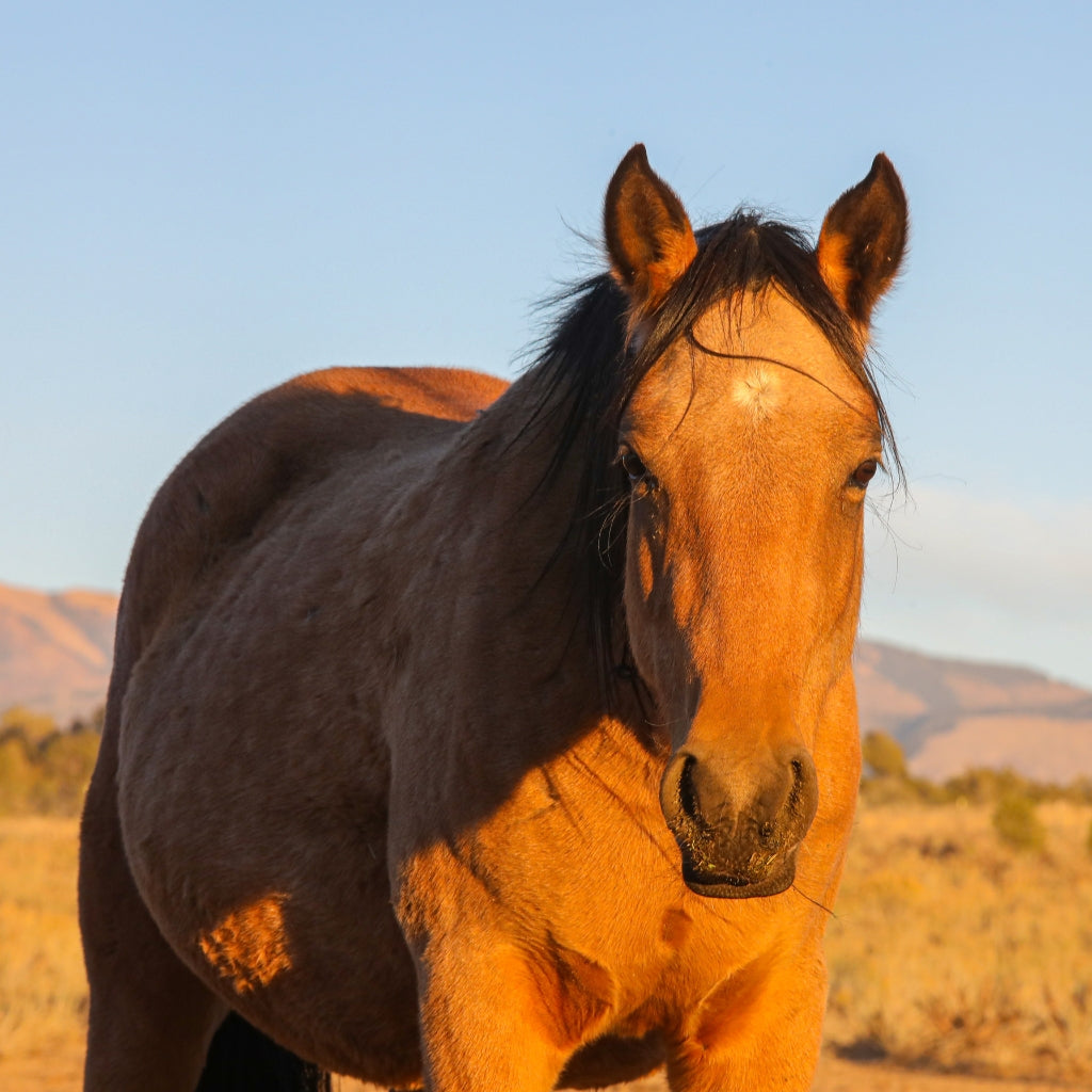 Oakley the Alpine Mare