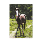 Load image into Gallery viewer, "Half Wild, Half Wonder" Canvas
