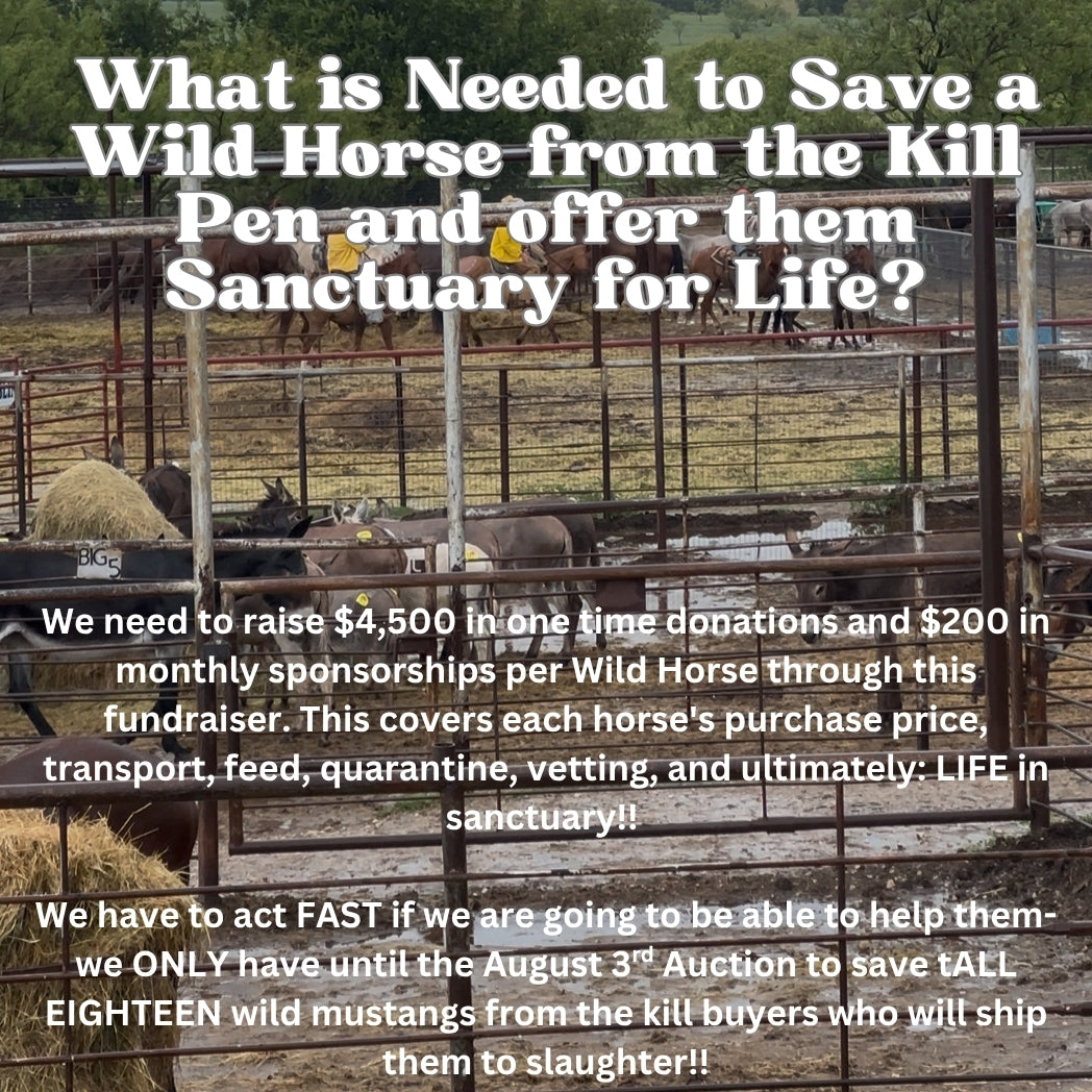 $3,100 in MONTHLY SPONSORSHIPS still needed to save 16 Mustangs from Kill Buyers at Auction!