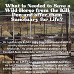 Load image into Gallery viewer, $3,100 in MONTHLY SPONSORSHIPS still needed to save 16 Mustangs from Kill Buyers at Auction!

