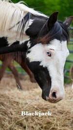 Load image into Gallery viewer, Want to stay connected with one of these lucky horses?!
