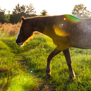 Cat the Alpine Mare