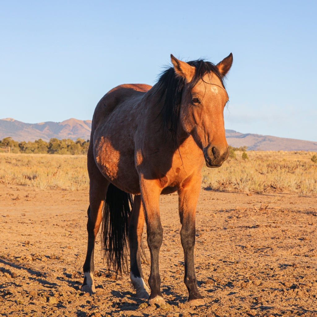 Oakley the Alpine Mare