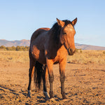 Load image into Gallery viewer, Oakley the Alpine Mare
